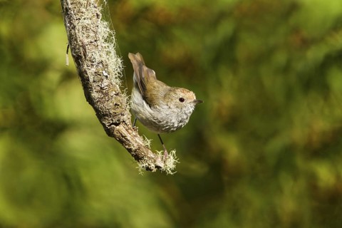 Tasmanian Thornbill (Acanthiza ewingii), Tasmania, Australia
