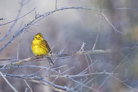 Yellowhammer (Emberiza citrinella) male, Saxony-Anhalt, Germany