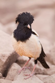 Rose-coloured Starling - Rostenstar - Pastor roseus, Kazakhstan, adult