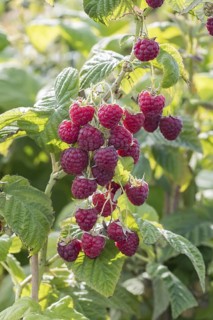 Raspberry (Rubus idaeus 'Sugana' TWOTIMER), BS Sämann, Germany