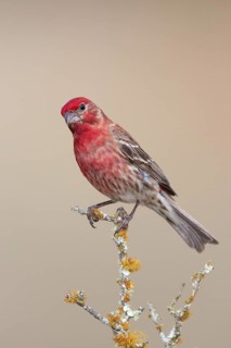 House Finch (Haemorhous mexicanus) male, Texas, USA