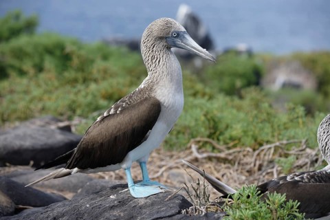 A blue-footed booby stands on rugged rocks among sparse greenery in the Galapagos Islands,