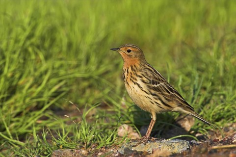 Red-throated Pipit (Anthus cervinus), Greece
