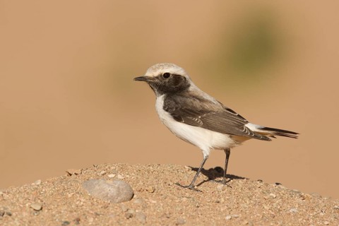 Mourning Wheatear (Oenanthe lugens) female, Morocco