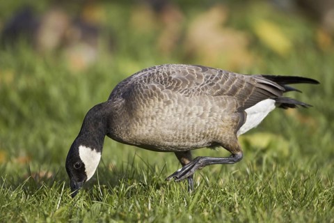 Cackling Goose (Branta hutchinsii), British Columbia, Canada