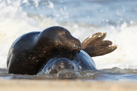 Atlantic grey seal (Halichoerus grypus) two adult animals in love courting in the breaking waves of