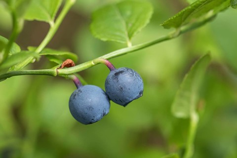 Blueberry blueberry fruit fruits forest blueberry (Vaccinium myrtillus), Cambridge Botanical