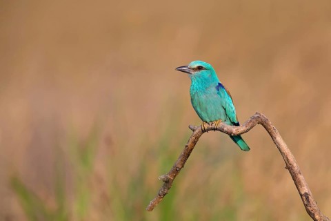 Roller, Almond Crow, (Coracias garrulus), animals, birds, raptors, raptor family, perch, biotope,