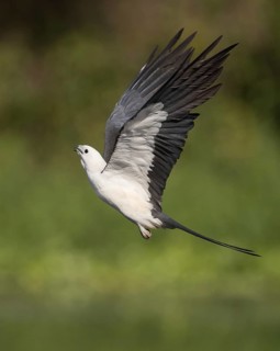 Swallow-tailed Kite (Elanoides forficatus) flying, Florida, USA