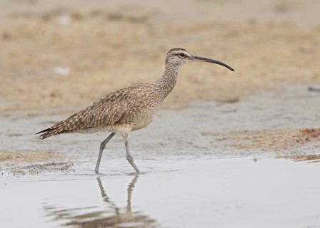 Whimbrel (Numenius phaeopus hudsonicus), Gambia