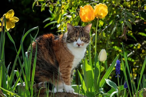 Cat, European shorthair, domestic cat (Felis catus), tricoloured, sitting among flowers,