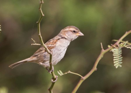 Iago Sparrow (Passer iagoensis) female, Cape Verde