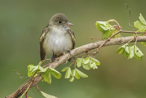 Acadian Flycatcher (Empidonax virescens) perched on a branch, Texas, USA