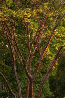Sunlight illuminates the peeling, paper-like bark of a Bursera simaruba (Bursera simaruba). Osa