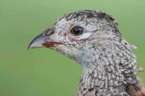 Common Pheasant (Phasianus colchicus), Schleswig-Holstein, Germany