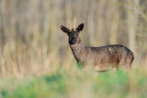European roe deer (Capreolus capreolus), black roebuck, Lower Saxony, Germany