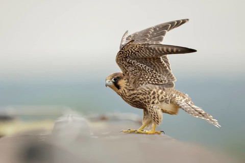 Peregrine Falcon (Falco peregrinus) young male flapping, North Rhine-Westphalia, Germany