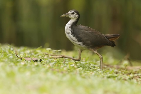 White-breasted Waterhen (Amaurornis phoenicurus), Singapore