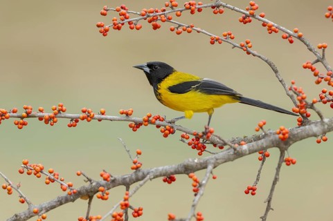 Audubon's Oriole (Icterus graduacauda) male perched on a branch, Texas, USA
