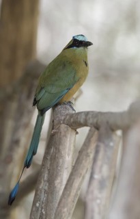 Whooping Motmot (Momotus subrufescens), Manabi, Ecuador