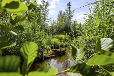 Bottrop, North Rhine-Westphalia, Germany - Renaturalised Boye, the tributary of the Emscher, was