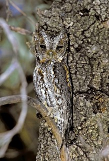 Flammulated Owl Psiloscops flammeolus Chiricahua Mountains, Arizona, United States May Adult male