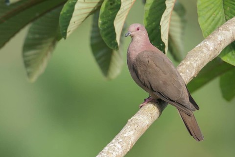 Short-billed Pigeon (Patagioenas nigrirostris) perched on a branch in Costa Rica