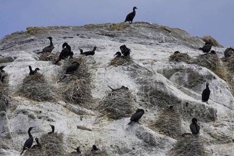 Pelagic Cormorant (Phalacrocorax pelagicus), British Columbia, Canada