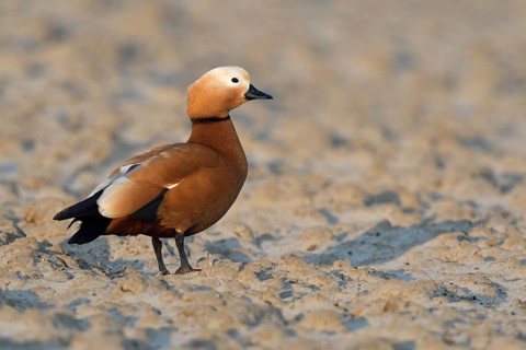 Ruddy Shelduck (Tadorna ferruginea) male, North Rhine-Westphalia, Germany