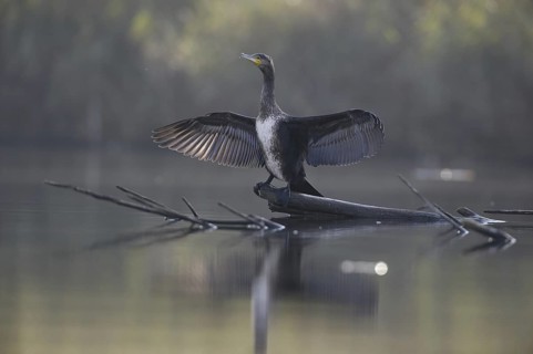 Great Cormorant (Phalacrocorax carbo), Saxony, Germany