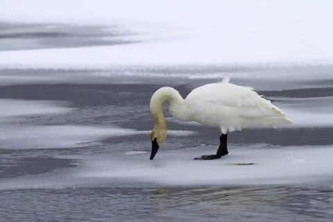 Trumpeter Swan (Cygnus buccinator), USA