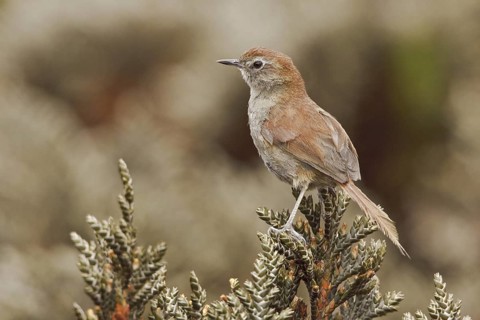 White-chinned Thistletail (Asthenes fuliginosa), Ecuador