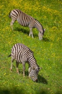 Chapman's zebra (Equus quagga chapmani) grazing on a yellow flowering meadow