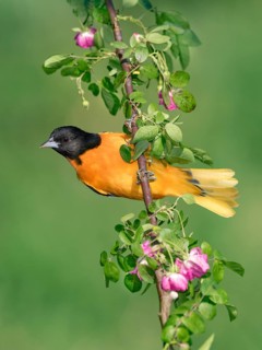 Baltimore Oriole (Icterus galbula) male, Texas, USA