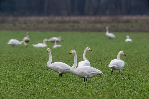 Whooper swans (Cygnus cygnus), Emsland, Lower Saxony, Germany