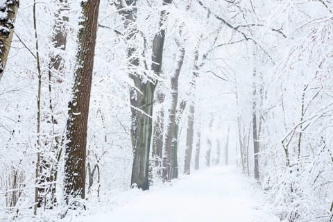Snowy deciduous trees and forest trail in winter, North Rhine-Westphalia, Germany