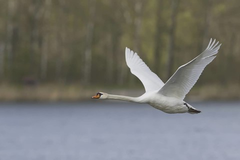 Mute Swan (Cygnus olor) flying, Saxony, Germany