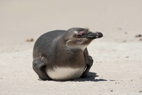 African Penguin (Spheniscus demersus) on beach, South Africa