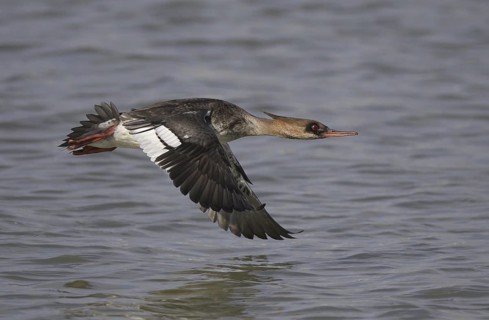 Red-breasted Merganser (Mergus serrator) female flying, Ohio, USA