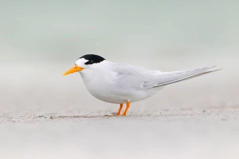 Fairy Tern (Sternula nereis) calling, South Australia, Australia