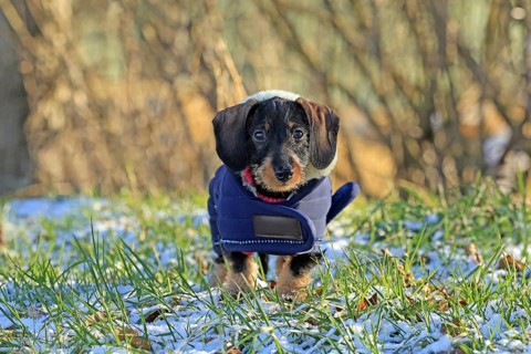 Wire-haired dachshund in winter coat, snow, young animal