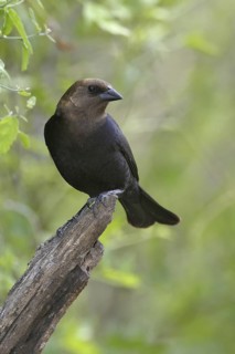 Brown-headed Cowbird (Molothrus ater), Texas, USA