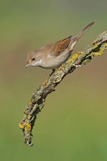 Common Whitethroat (Sylvia communis) perched on lichen branch, Aosta Valley, Italy