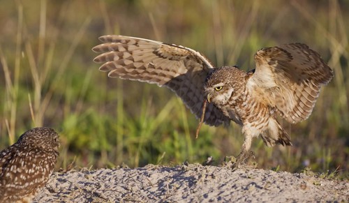 Burrowing Owl (Athene cunicularia) flying with a worm in its beak, Florida, USA