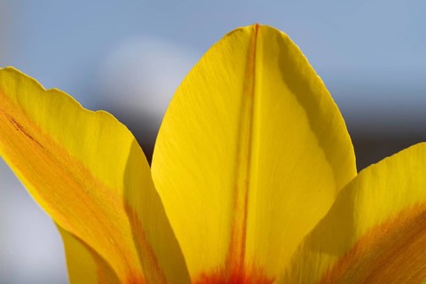 A stunning close-up of vibrant yellow tulip petals with hints of orange, set against a soft blurred