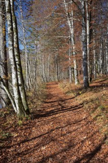 Walkway along the shore of Lake Almsee in autumn through a colored forest