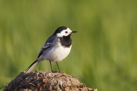 White Wagtail (Motacilla alba), North Rhine-Westphalia, Germany