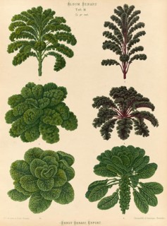 Vegetable, Kale, Brussels sprouts, after Ernst Samuel Benary (10 November 1819, 19 February 1893),