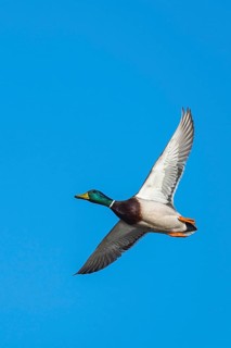 Mallard, Anas platyrhynchos, bird in flight over winter marshes