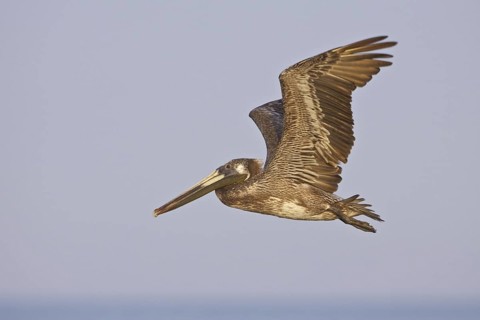 Brown Pelican (Pelecanus occidentalis) flying, Ecuador